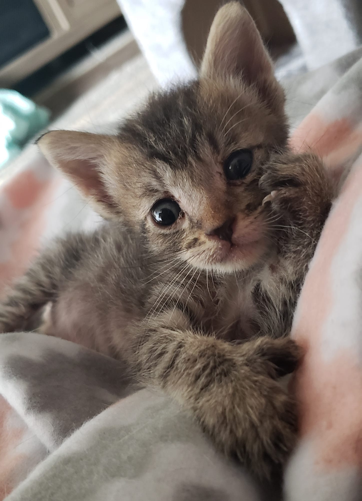 Kittens